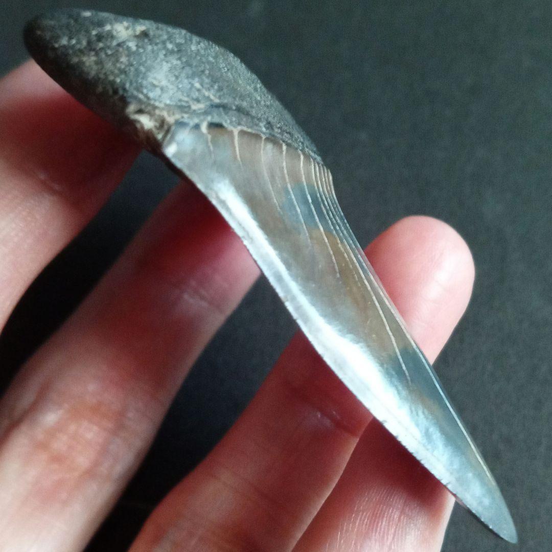 サメの歯　ホホジロザメ　絶滅種　特大　完全体　極美麗　６５mm