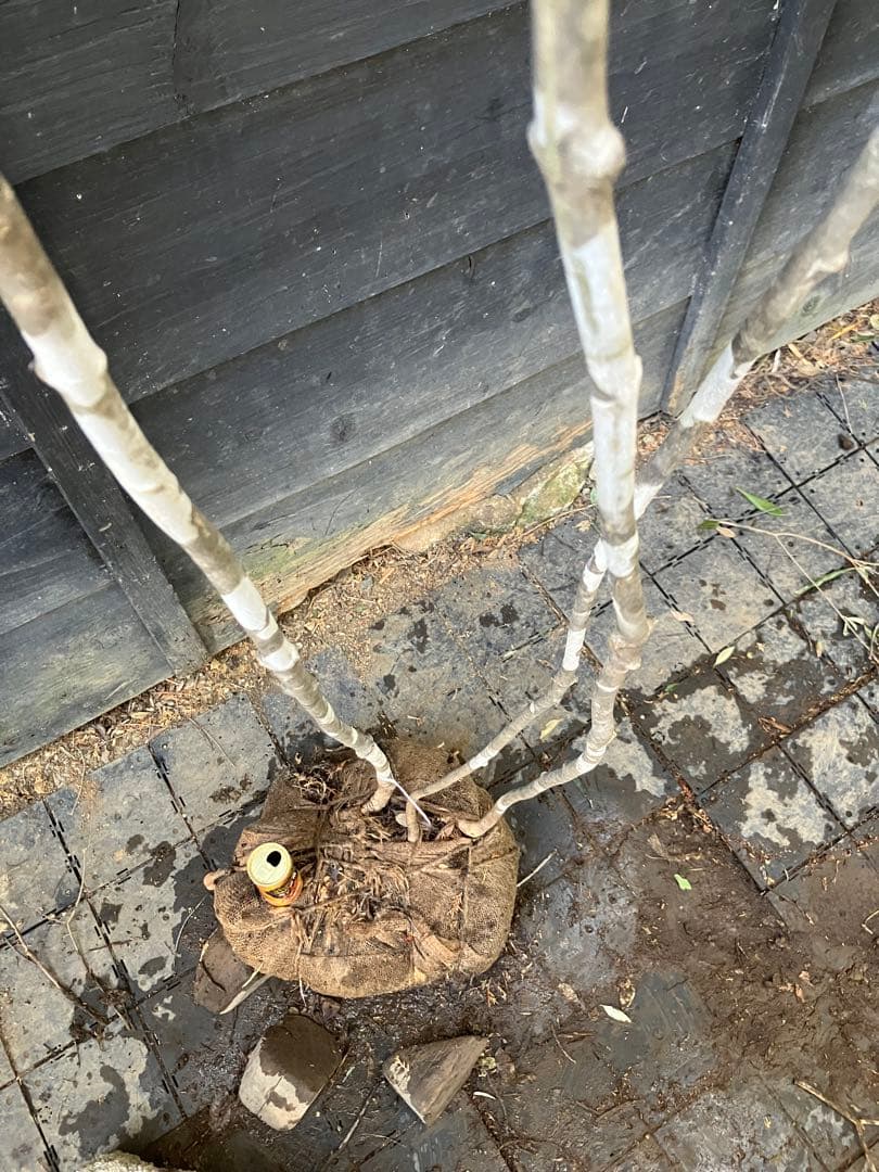 23 山採り　アオダモ