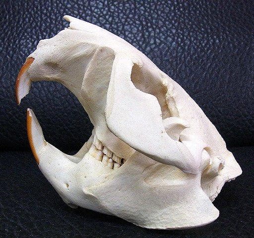 高品質！ビーバーの頭骨（XXLサイズ）