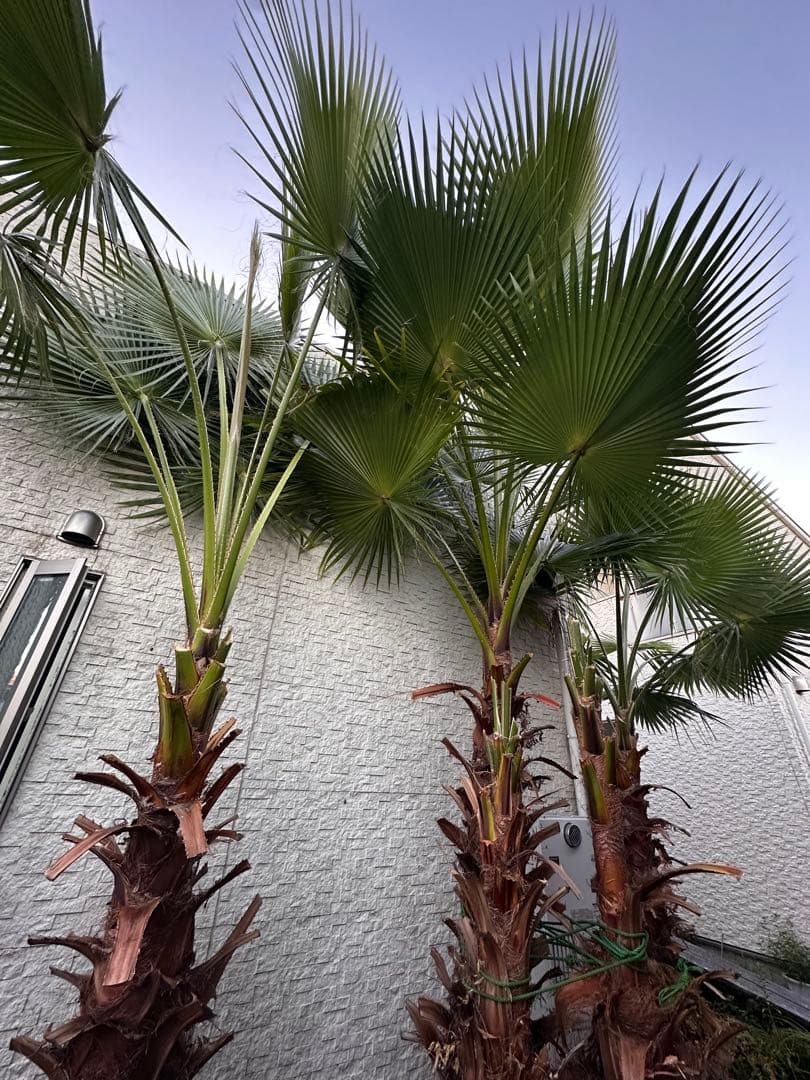 ワシントンヤシ 約6メートル