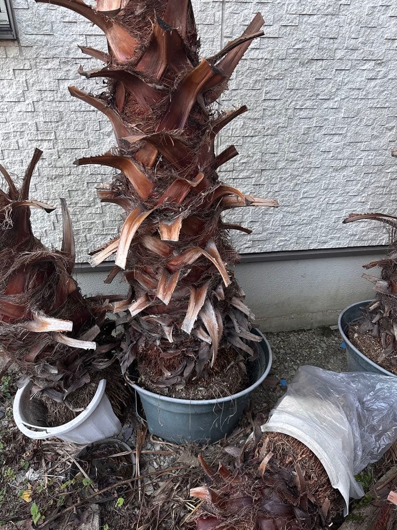 ワシントンヤシ 約6メートル