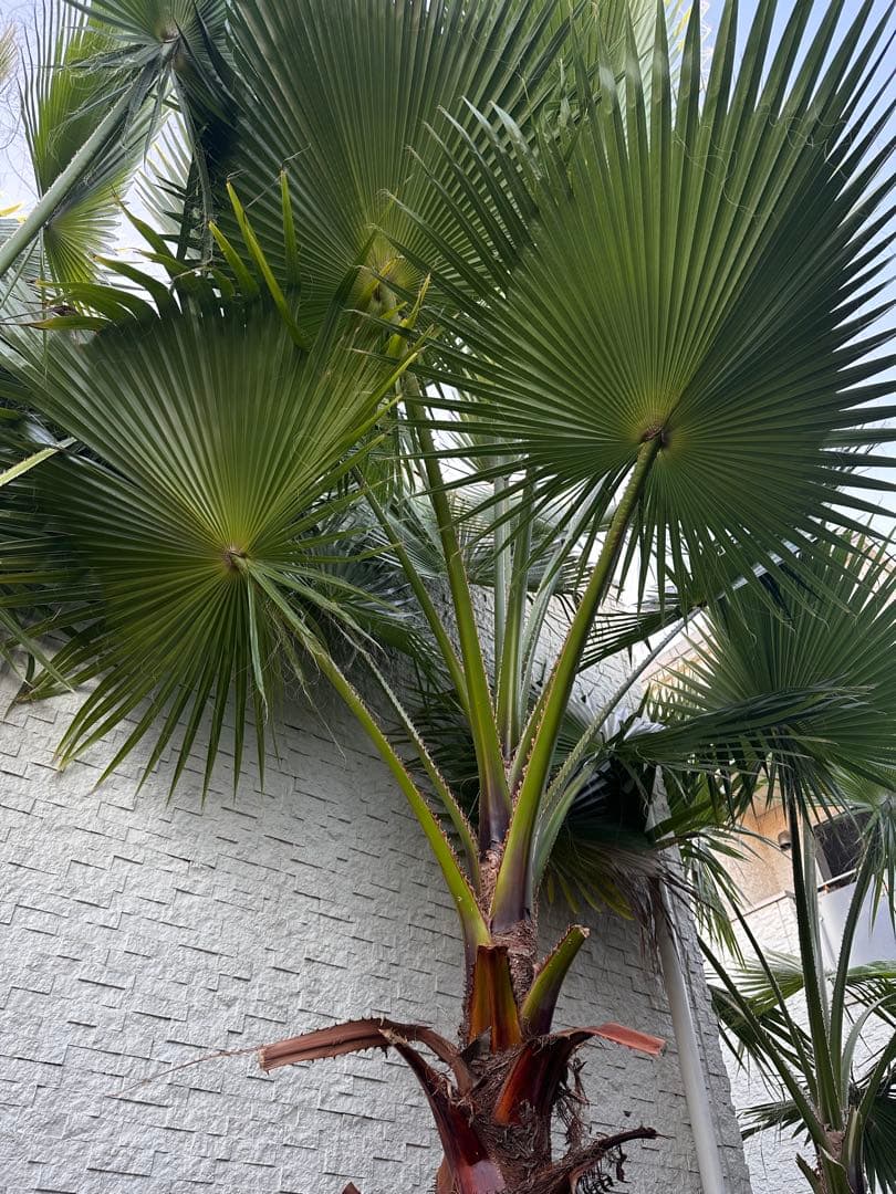 ワシントンヤシ 約6メートル