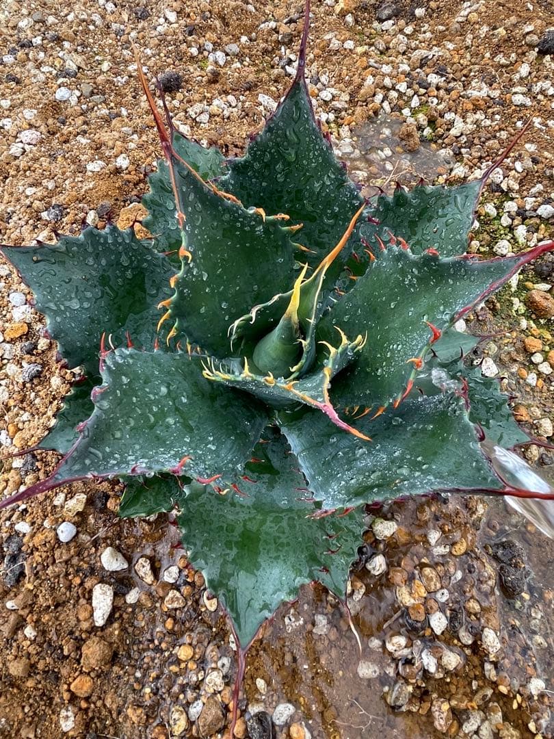 ま*ぁ様 アガベ　シャウィーポタトラム　シャウポタ　コロナデルディブロ　ハイブリ