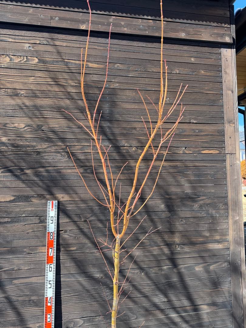 《桂紅葉》カツラモミジ/大株【現品発送】管理80045