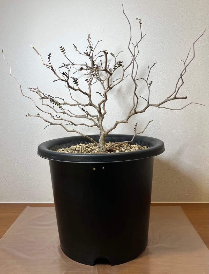 オペルクリカリア・パキプス(Operculicarya pachypus)