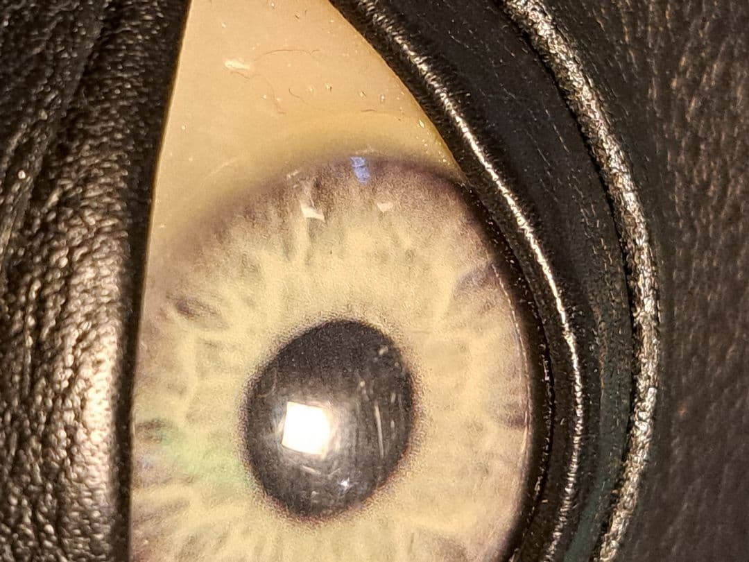 目玉　義眼　革　ケース　小物ポーチ