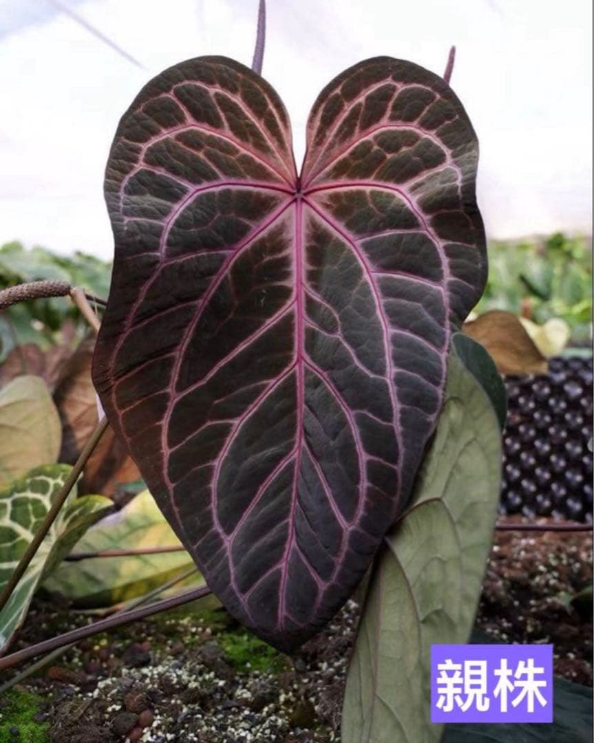 ま*ん様 アンスリウム　ミシェル