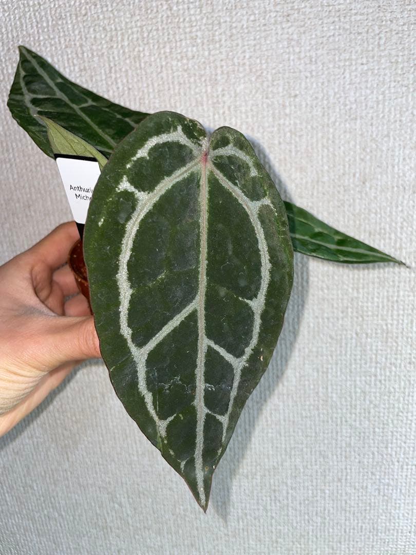 ま*ん様 アンスリウム　ミシェル