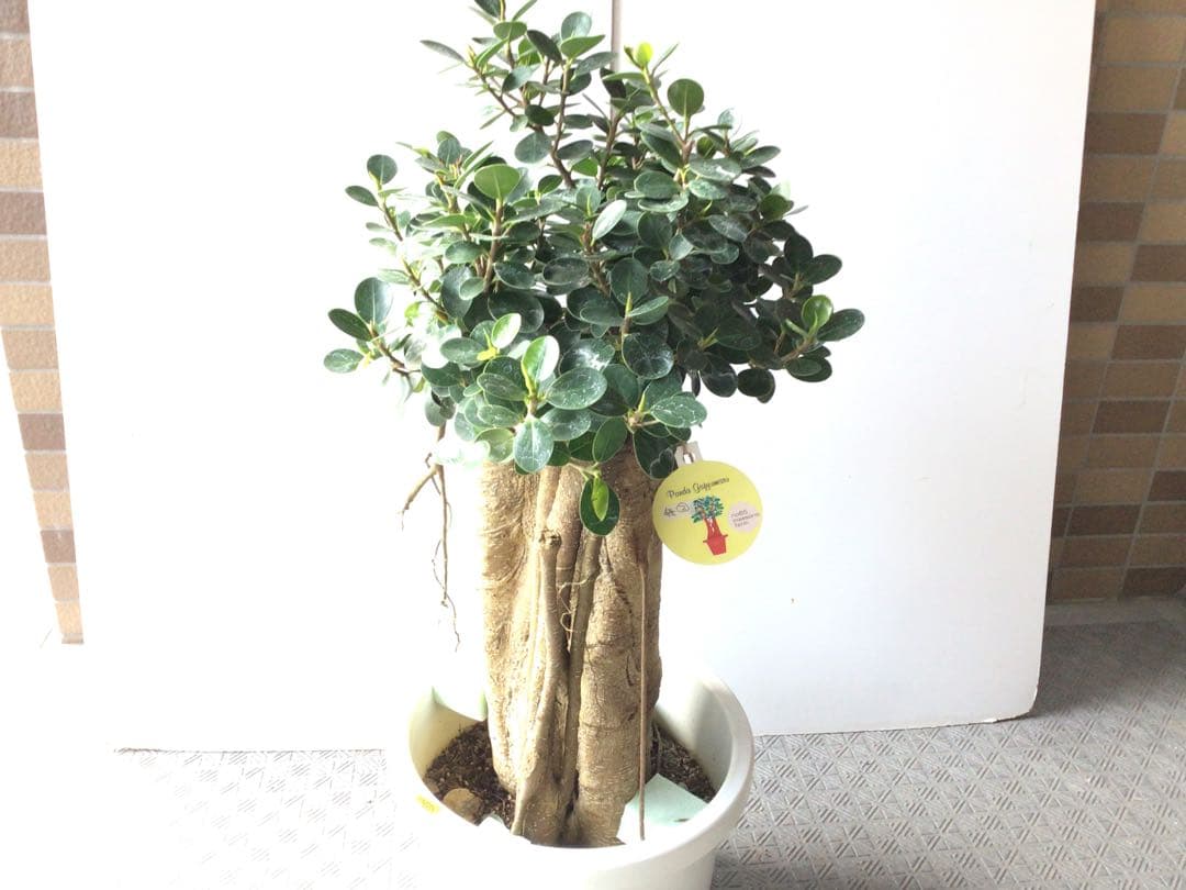 ② 特選こだわりの1鉢極太の幹のパンダガジュマル10号鉢