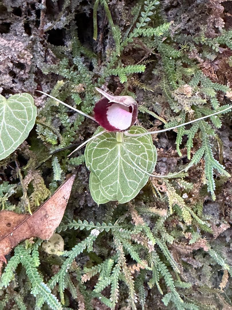 ア*ン様 ⭐︎ Corybas pictus 超小型コリバス・ピクタス