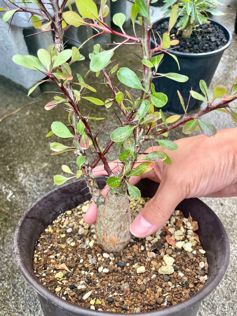 フォークイエリア　ファシクラータ　実生　良形　　　送料込み