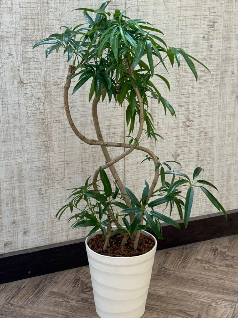 ☆ シェフレラ アンガスティフォリア♪105cm 8号size 曲がり仕立て♪