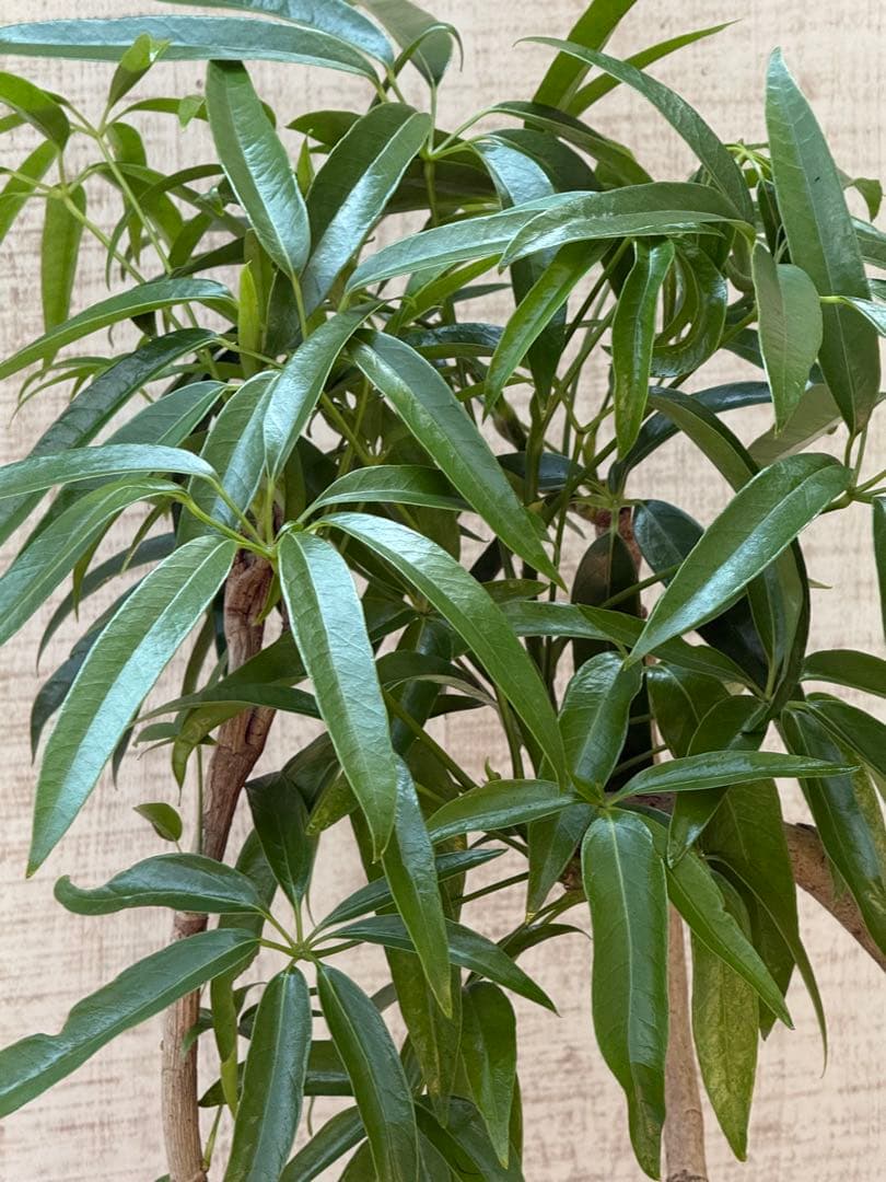 ☆ シェフレラ アンガスティフォリア♪105cm 8号size 曲がり仕立て♪