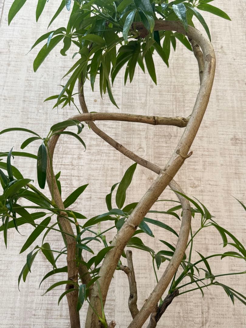 ☆ シェフレラ アンガスティフォリア♪105cm 8号size 曲がり仕立て♪