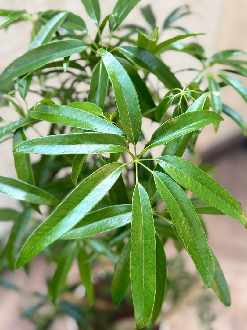 ☆ シェフレラ アンガスティフォリア♪105cm 8号size 曲がり仕立て♪