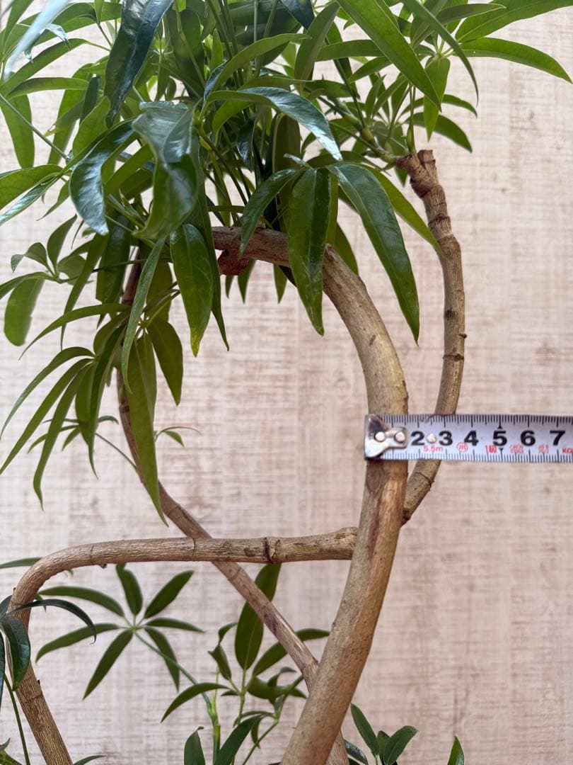 ☆ シェフレラ アンガスティフォリア♪105cm 8号size 曲がり仕立て♪