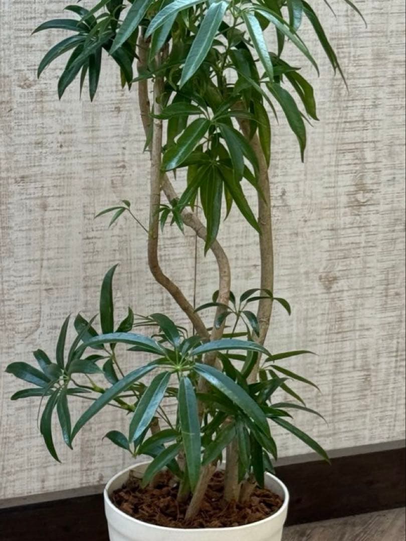 ☆ シェフレラ アンガスティフォリア♪105cm 8号size 曲がり仕立て♪