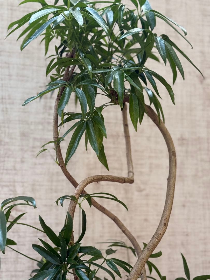 ☆ シェフレラ アンガスティフォリア♪105cm 8号size 曲がり仕立て♪