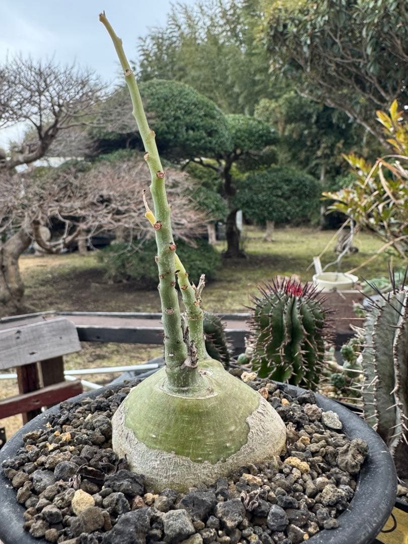 アデニア　グラウカ　①