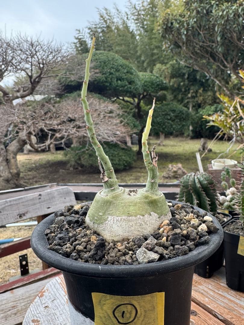 アデニア　グラウカ　①