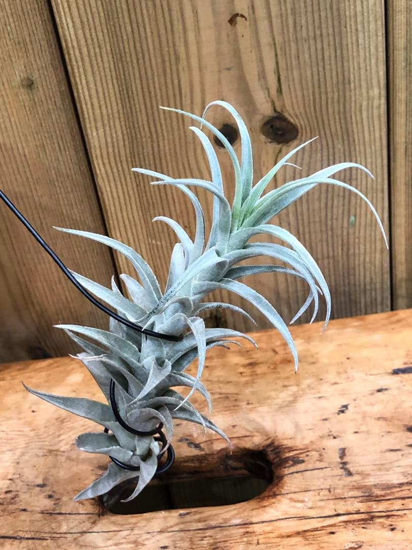 ティランジア・エディシアエ