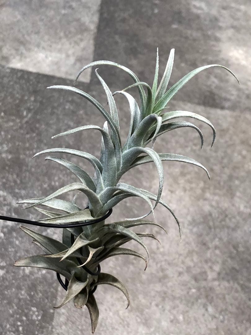 ティランジア・エディシアエ