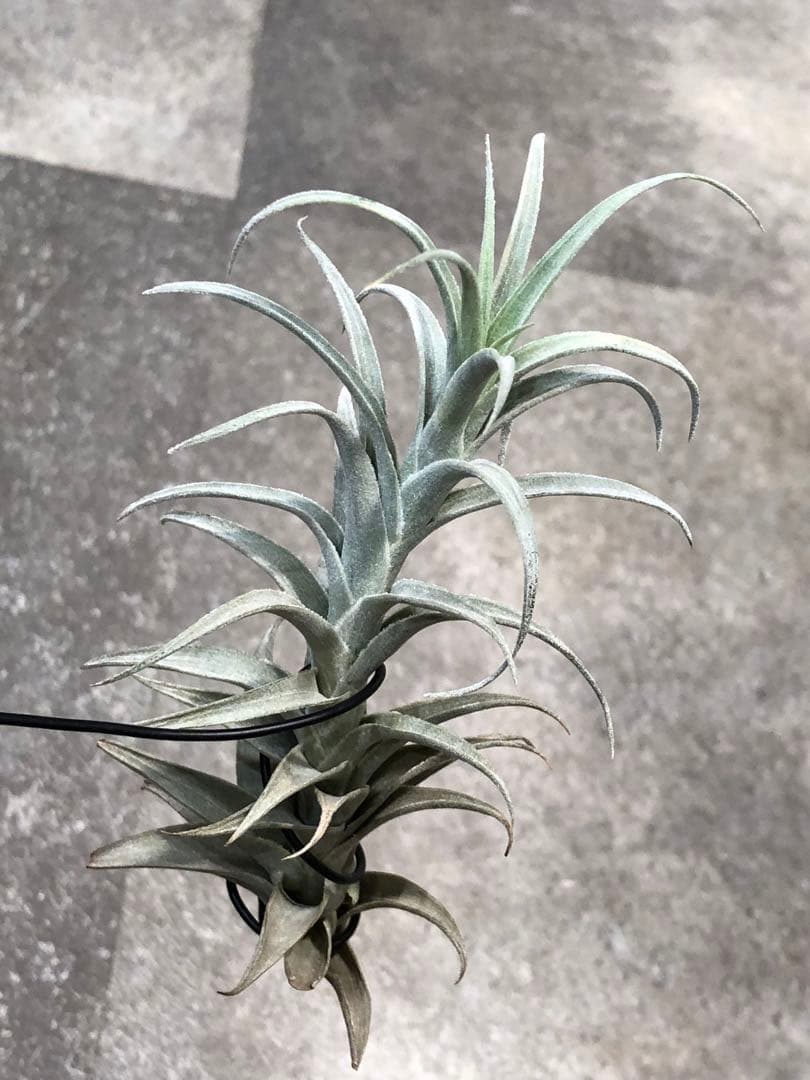 ティランジア・エディシアエ