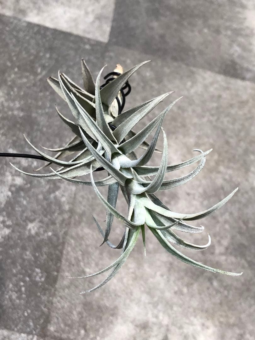 ティランジア・エディシアエ