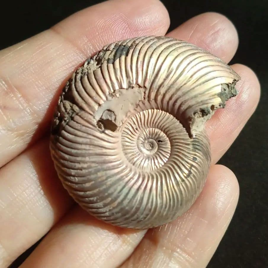 パイライト　アンモナイト　特大　45mm　遊色標本　希少　美麗標本