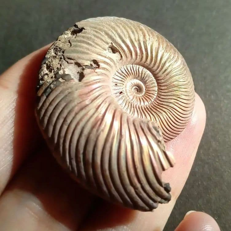 パイライト　アンモナイト　特大　45mm　遊色標本　希少　美麗標本