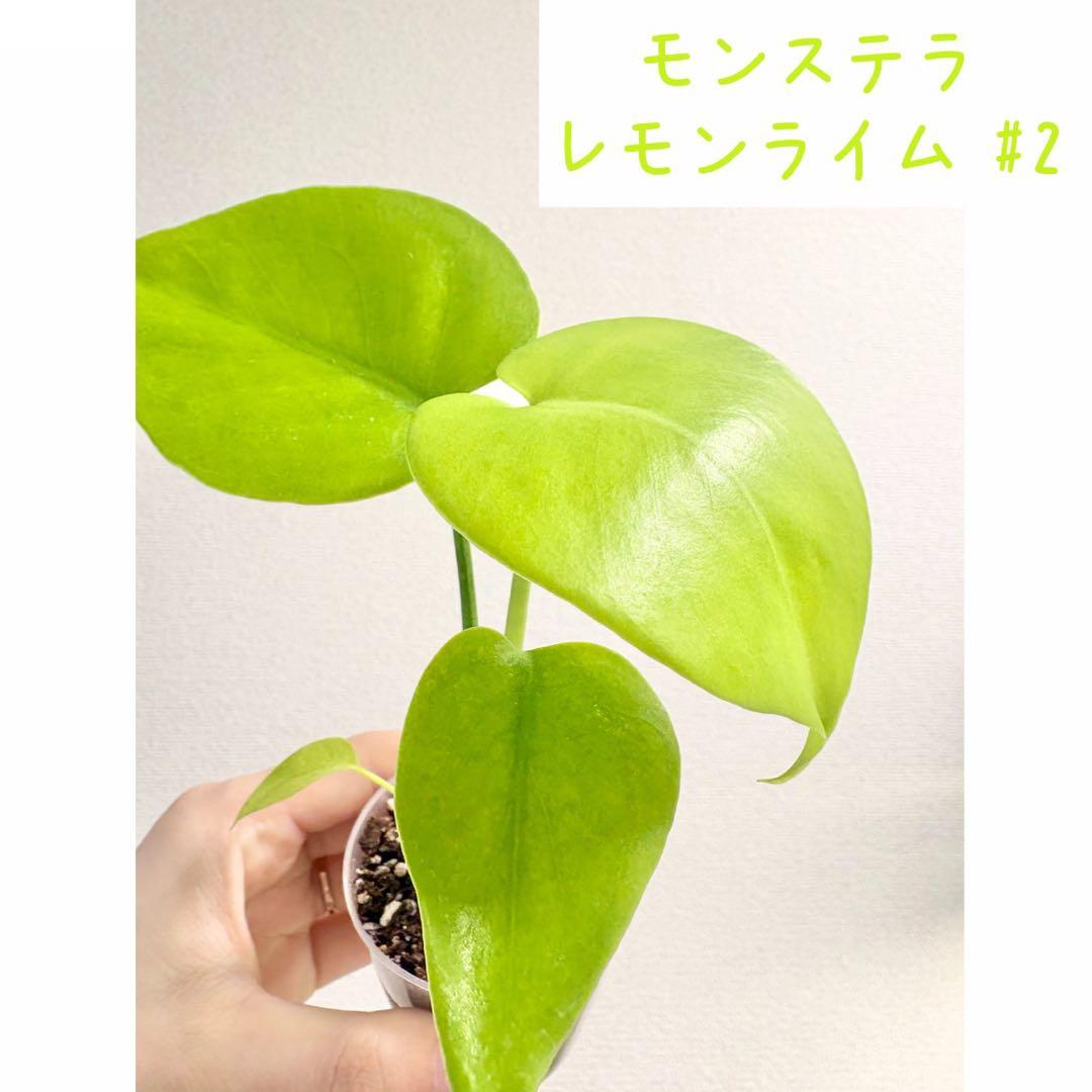 【レア】モンステラ レモンライム #2
