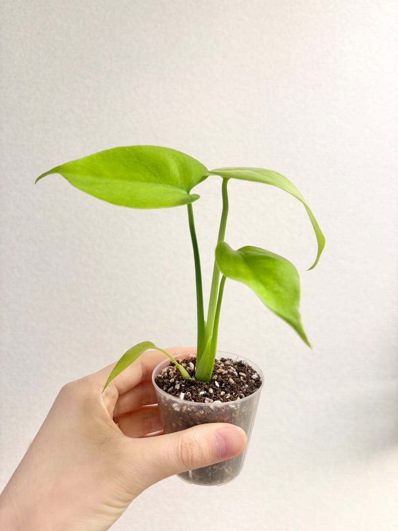 【レア】モンステラ レモンライム #2