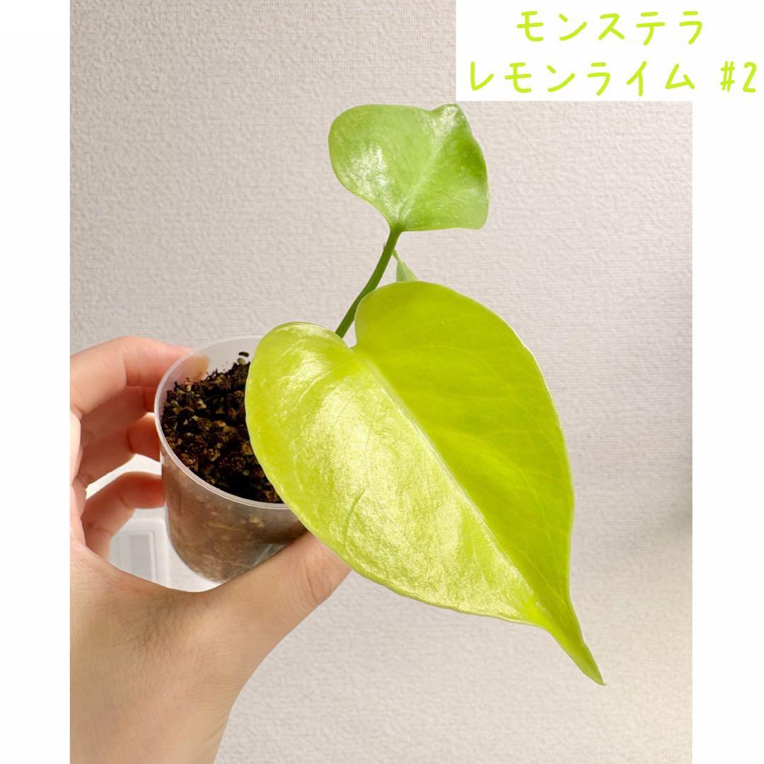 【レア】モンステラ レモンライム #2