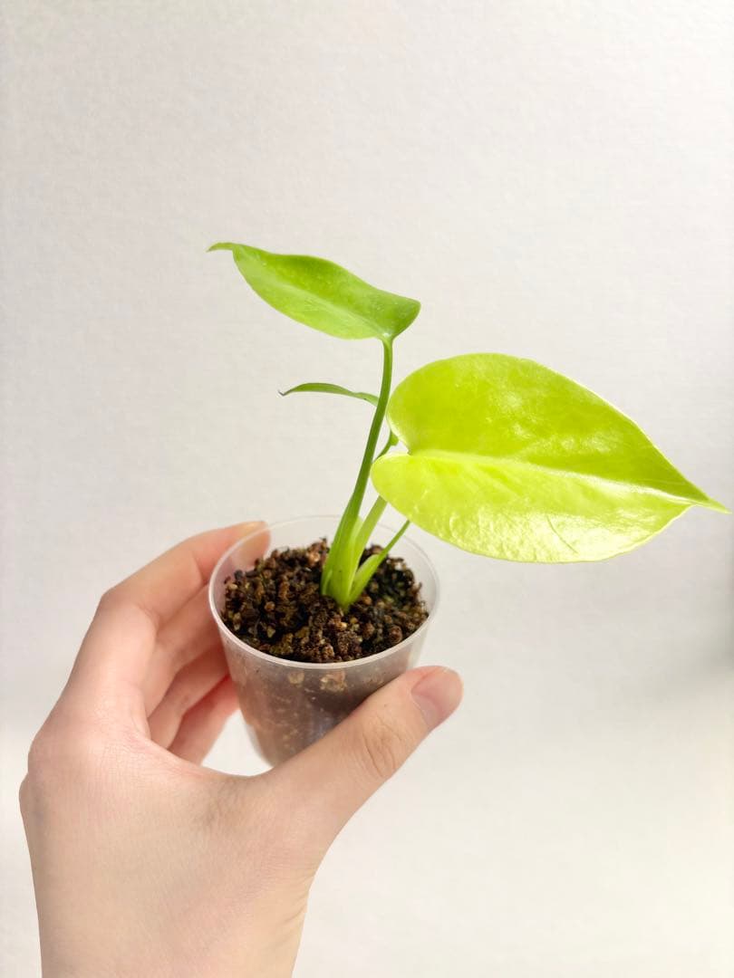 【レア】モンステラ レモンライム #2