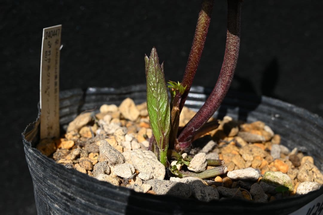 クリスマスローズ　多弁系ブラック　加藤農園