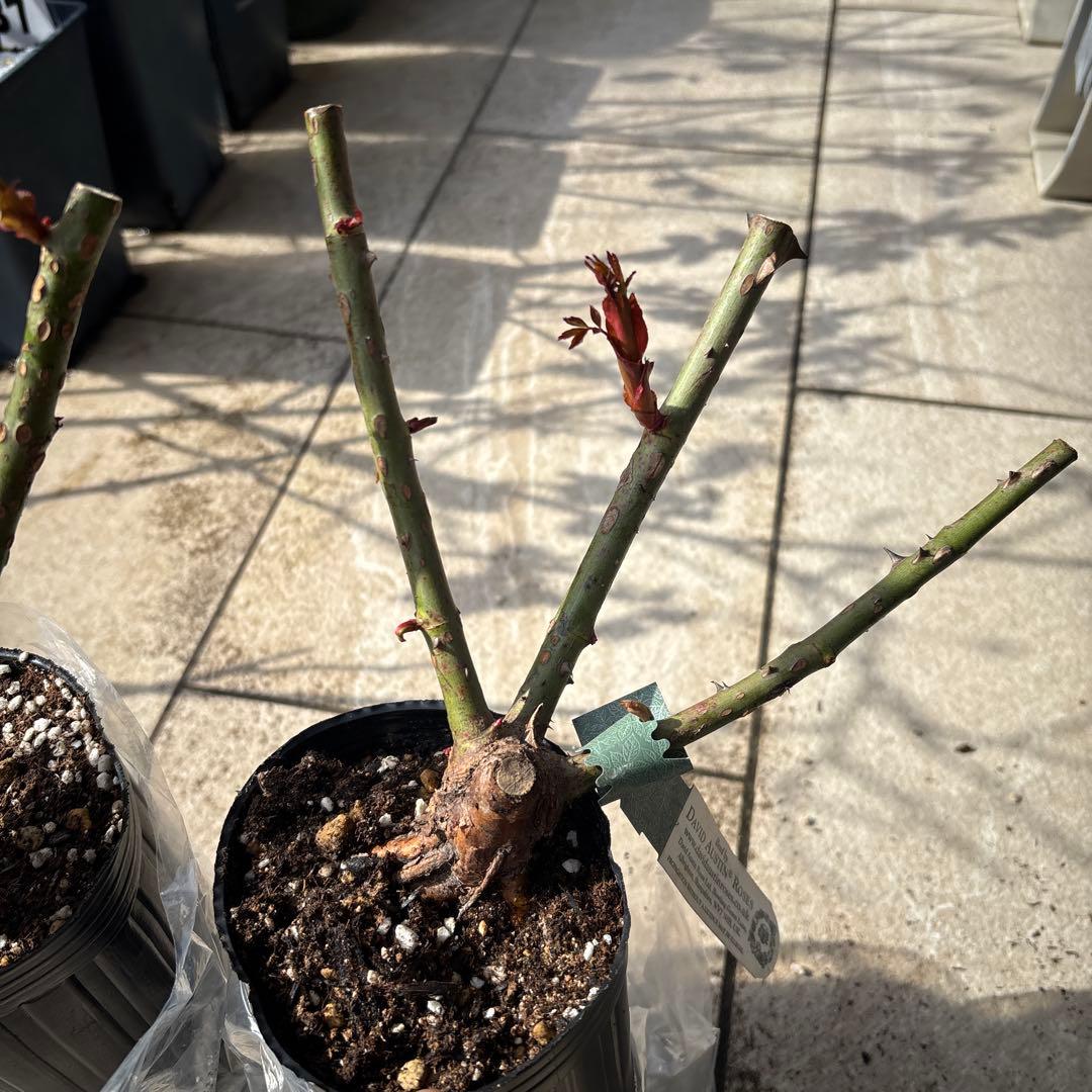 イングリッシュローズ 大苗