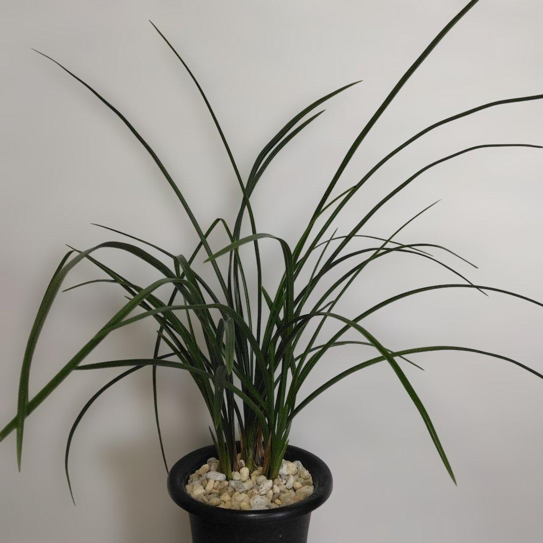 中国春蘭　一茎九花　〔解佩梅〕花芽2