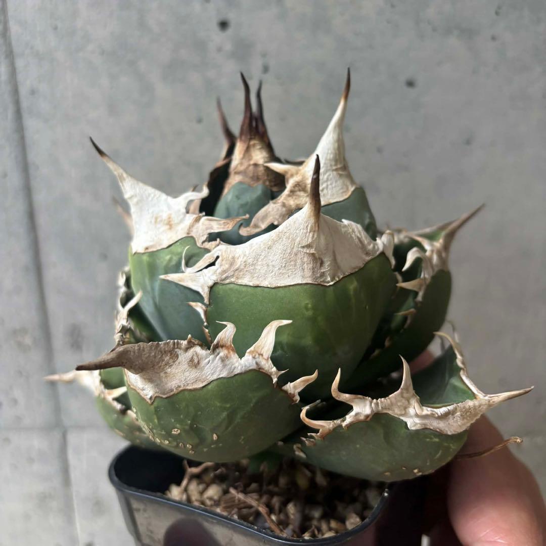 アガベ　チタノタ　NP003 中株