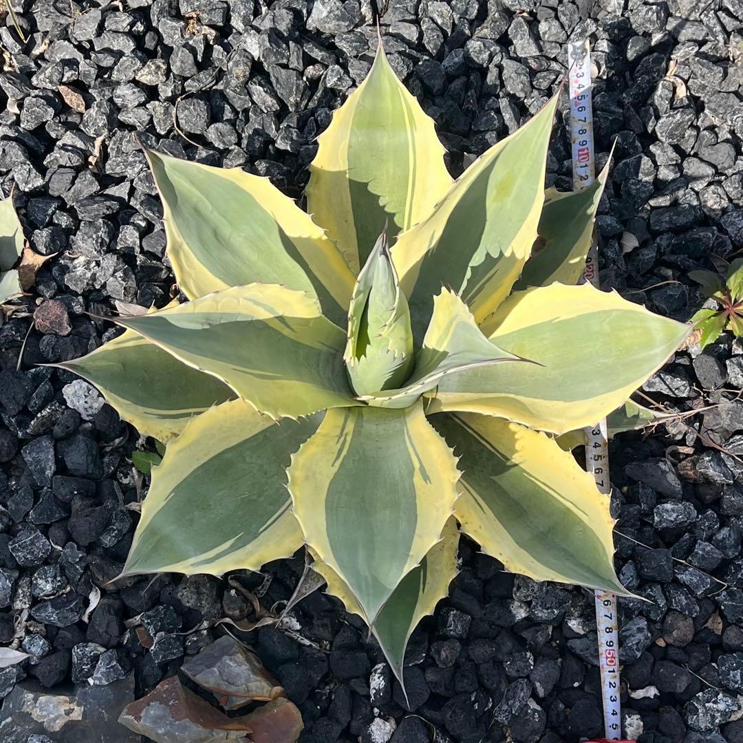 アガベ　オバティフォリア　オルカ　50cm ドライガーデン 地植え　ユッカ