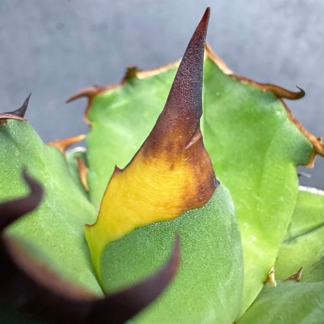 アガベ　チタノタ　オテロイ　白犀牛　太バンド　極上株　1