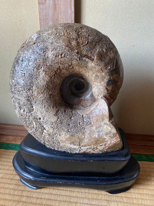 巨大な北海道のアンモナイト(博物館級