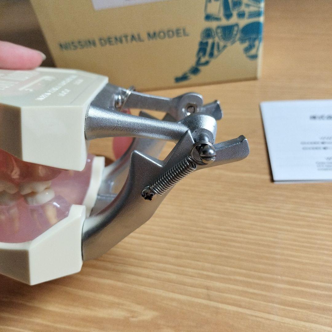 v*w様 NISSIN ニッシン デンタルモデル 顎模型 i21d-400g