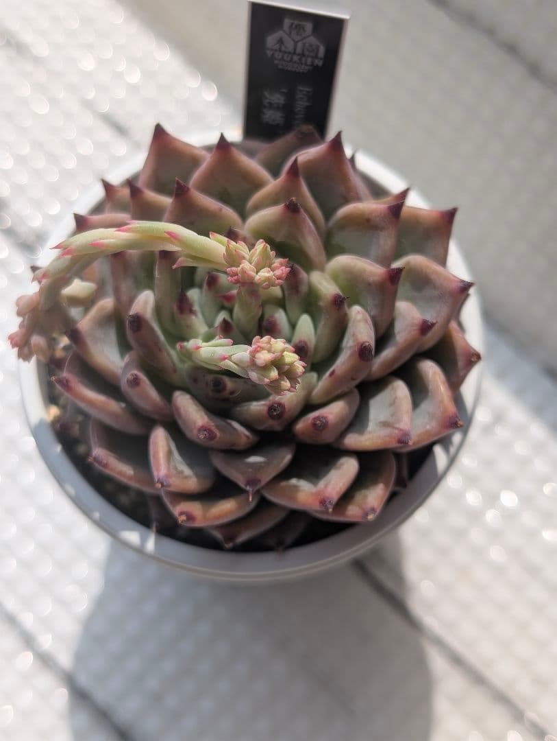 優木園さん 黒札セット2 【先姫】 【幻乱燈花】花芽付き 札付き