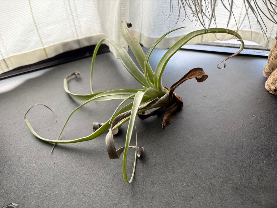 希少 チランジア ココナッツグローブ エアプランツ