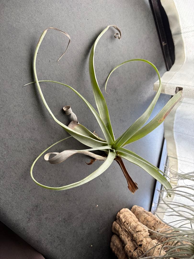 希少 チランジア ココナッツグローブ エアプランツ