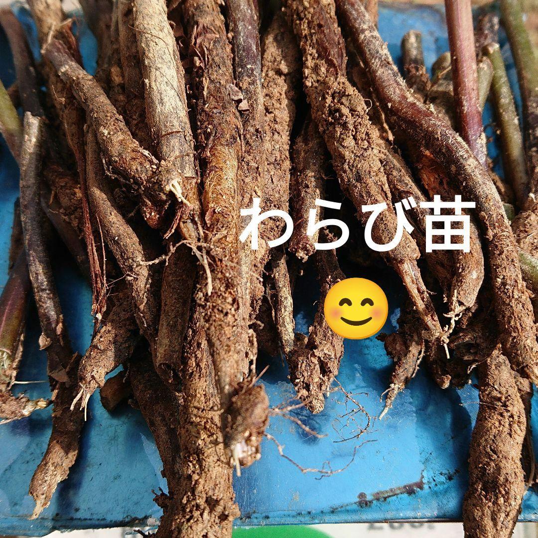 わらび苗(紀伊山地)500本