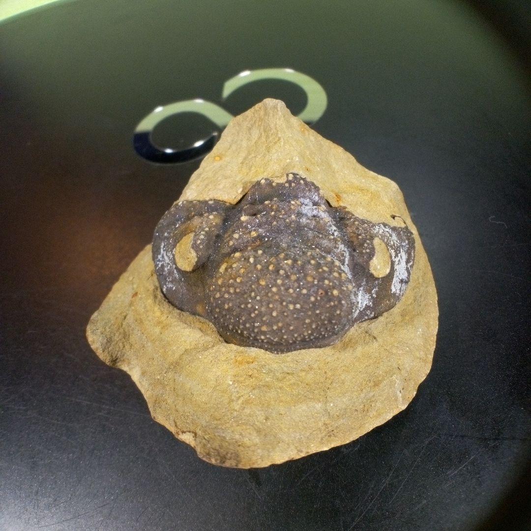 三葉虫　化石　fossil　ボリビア　trilobite　海生動物　三葉虫識別④