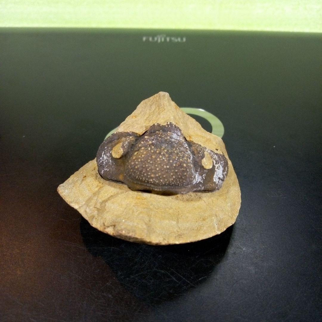 三葉虫　化石　fossil　ボリビア　trilobite　海生動物　三葉虫識別④