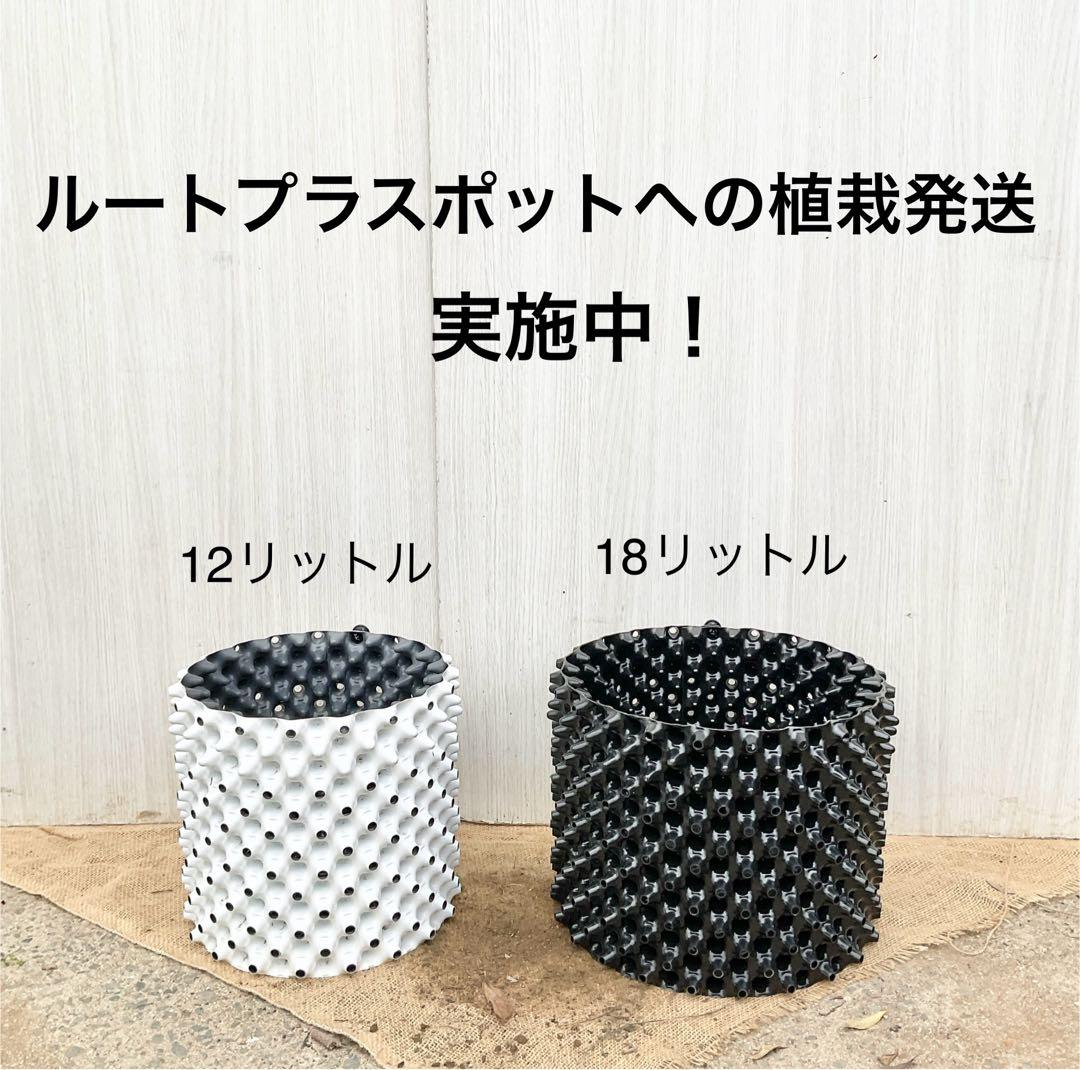 ルートプラスポットへの植栽おすすめしてます。