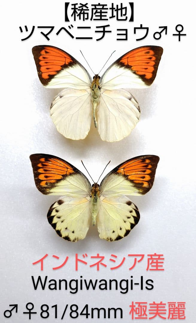 ツマベニチョウ♂♀標本★ワンギワンギ産★ 近年入荷無・昔話題の産地極美麗